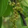 Fotografia 8 da espécie Schisandra chinensis do Jardim Botânico UTAD