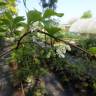 Fotografia 9 da espécie Schisandra chinensis do Jardim Botânico UTAD