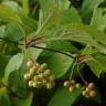 Fotografia 10 da espécie Schisandra chinensis do Jardim Botânico UTAD