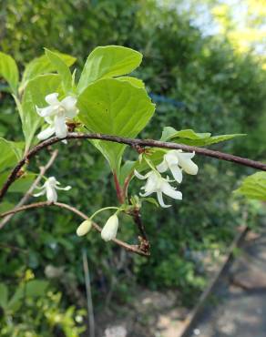 Fotografia 11 da espécie Schisandra chinensis no Jardim Botânico UTAD
