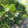 Fotografia 11 da espécie Schisandra chinensis do Jardim Botânico UTAD