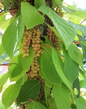 Fotografia 12 da espécie Schisandra chinensis no Jardim Botânico UTAD