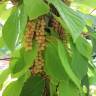 Fotografia 12 da espécie Schisandra chinensis do Jardim Botânico UTAD