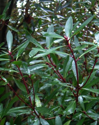 Fotografia de capa Tasmannia lanceolata - do Jardim Botânico