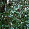 Fotografia 1 da espécie Tasmannia lanceolata do Jardim Botânico UTAD