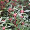 Fotografia 3 da espécie Tasmannia lanceolata do Jardim Botânico UTAD