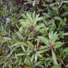Fotografia 4 da espécie Tasmannia lanceolata do Jardim Botânico UTAD