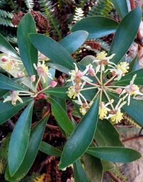 Fotografia 5 da espécie Tasmannia lanceolata no Jardim Botânico UTAD