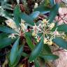 Fotografia 5 da espécie Tasmannia lanceolata do Jardim Botânico UTAD