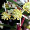 Fotografia 6 da espécie Tasmannia lanceolata do Jardim Botânico UTAD