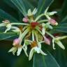Fotografia 8 da espécie Tasmannia lanceolata do Jardim Botânico UTAD