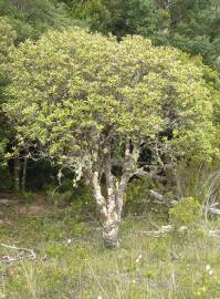 Fotografia da espécie Tasmannia lanceolata