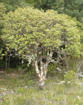 Fotografia 9 da espécie Tasmannia lanceolata no Jardim Botânico UTAD