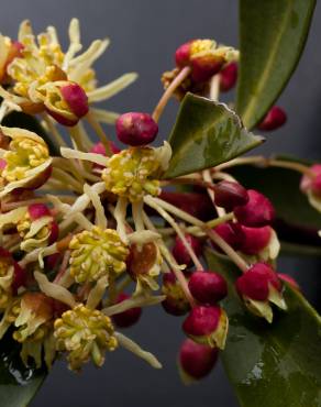 Fotografia 10 da espécie Tasmannia lanceolata no Jardim Botânico UTAD