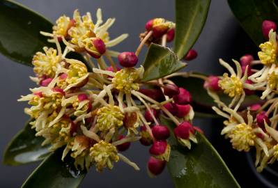 Fotografia da espécie Tasmannia lanceolata