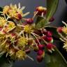 Fotografia 10 da espécie Tasmannia lanceolata do Jardim Botânico UTAD