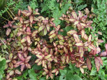 Fotografia da espécie Pseudowintera colorata