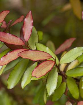 Fotografia 5 da espécie Pseudowintera colorata no Jardim Botânico UTAD