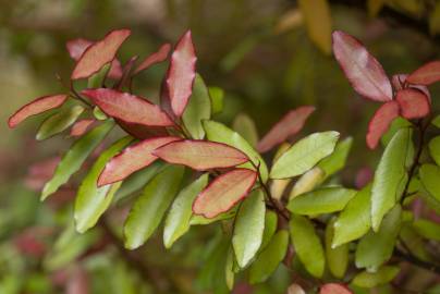 Fotografia da espécie Pseudowintera colorata