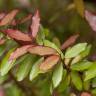 Fotografia 5 da espécie Pseudowintera colorata do Jardim Botânico UTAD