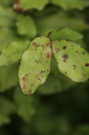 Fotografia da espécie Pseudowintera colorata