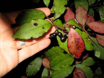 Fotografia da espécie Pseudowintera colorata