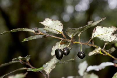 Fotografia da espécie Pseudowintera colorata