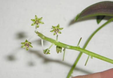 Fotografia da espécie Ledebouria socialis