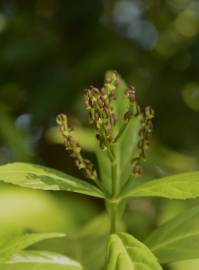 Fotografia da espécie Sarcandra glabra