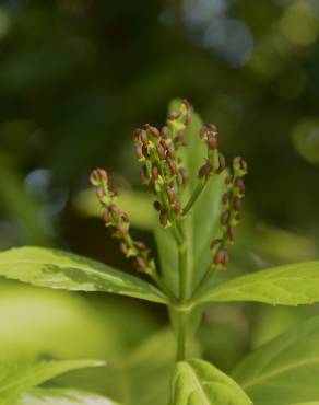 Fotografia 5 da espécie Sarcandra glabra no Jardim Botânico UTAD