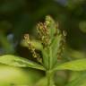 Fotografia 5 da espécie Sarcandra glabra do Jardim Botânico UTAD