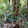 Fotografia 8 da espécie Sarcandra glabra do Jardim Botânico UTAD