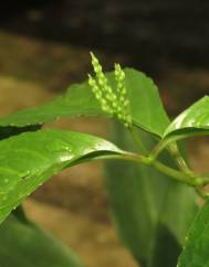 Chloranthus elatior