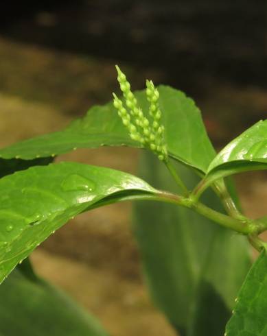Fotografia de capa Chloranthus elatior - do Jardim Botânico