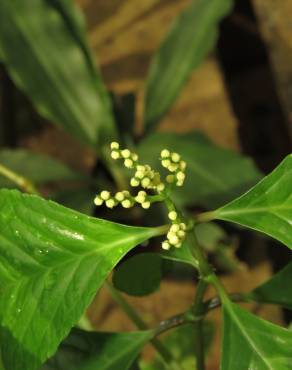 Fotografia 4 da espécie Chloranthus elatior no Jardim Botânico UTAD