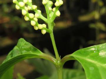 Fotografia da espécie Chloranthus elatior
