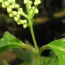 Fotografia 5 da espécie Chloranthus elatior do Jardim Botânico UTAD