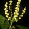 Fotografia 6 da espécie Chloranthus elatior do Jardim Botânico UTAD
