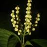 Fotografia 8 da espécie Chloranthus elatior do Jardim Botânico UTAD