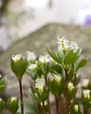 Fotografia da espécie Chloranthus japonicus