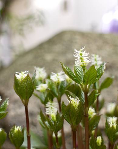 Fotografia de capa Chloranthus japonicus - do Jardim Botânico