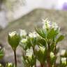 Fotografia 1 da espécie Chloranthus japonicus do Jardim Botânico UTAD