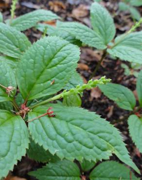 Fotografia 3 da espécie Chloranthus japonicus no Jardim Botânico UTAD