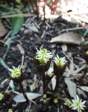 Fotografia 4 da espécie Chloranthus japonicus no Jardim Botânico UTAD