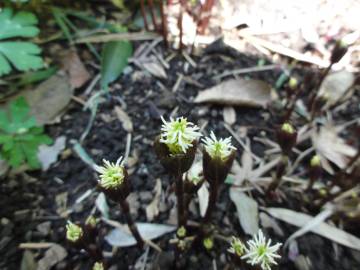 Fotografia da espécie Chloranthus japonicus