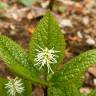 Fotografia 5 da espécie Chloranthus japonicus do Jardim Botânico UTAD