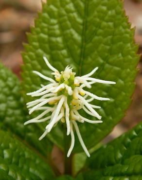 Fotografia 6 da espécie Chloranthus japonicus no Jardim Botânico UTAD