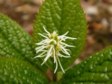 Fotografia da espécie Chloranthus japonicus