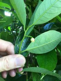 Fotografia da espécie Myristica fragrans