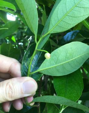 Fotografia 9 da espécie Myristica fragrans no Jardim Botânico UTAD